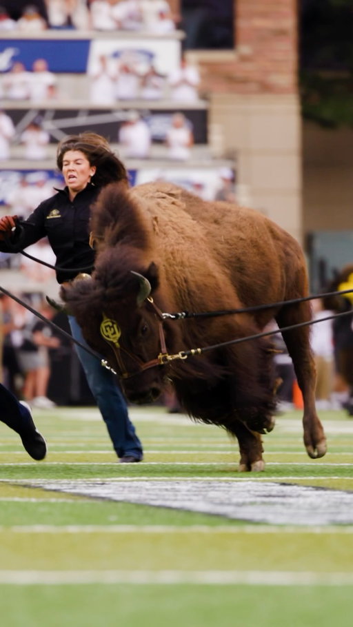 There’s nothing better than this right here 🤩🦬

#GoBuffs \\ #ForeverFolsom