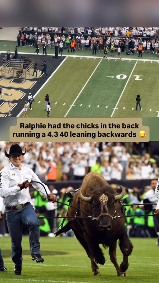 Ralphie had them RUNNING for their lives 😂

Ralphie came charging onto Folsom Field ahead of Colorado’s home opener against Weber State, continuing a tradition that dates all the way back to 1967.

For nearly 60 years, Colorado’s live buffalo mascot has been one of the most recognizable sights in the sport, making the run around Folsom Field with her handlers before the Buffaloes take the field.

Colorado returned home 1-0 after a 14-13 win at Georgia Tech, where the Buffs held the Yellow Jackets to just 51 rushing yards on 30 carries after allowing 222.5 rushing yards per game last season.

But before football could get underway in Boulder, Ralphie had to make her run.

Where does Ralphie rank among the best traditions in College Football? 🦬

#collegefootball #cfb #cfb26 #cfb25