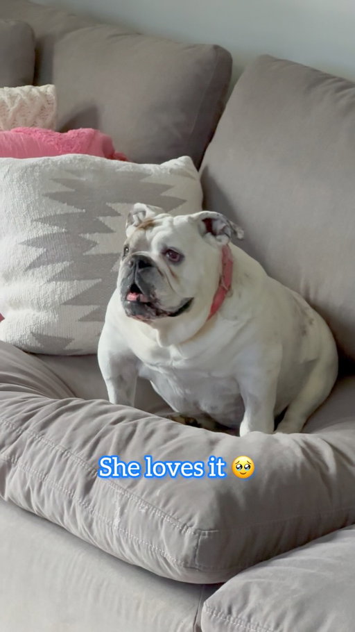 I can't believe this worked 🥹 You have to try this with your dog! It will melt your heart 🩵.
.
.
#sealook #netflix #doglove