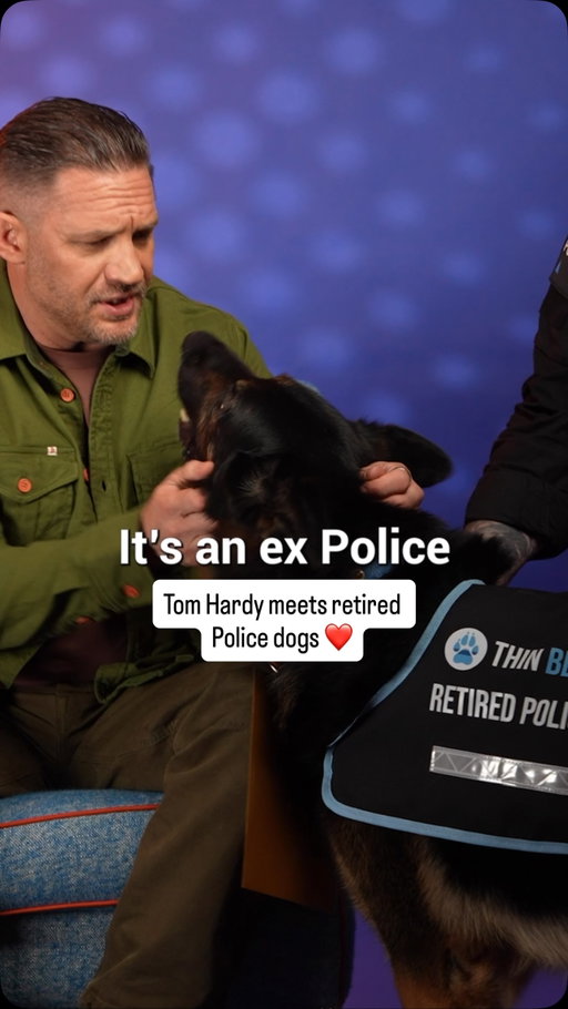 Tom Hardy playing with retired Police dogs is the most wholesome thing you’ll see today ❤️ @thinbluepaw #tomhardy #mobland #dogs #dogsofinsta