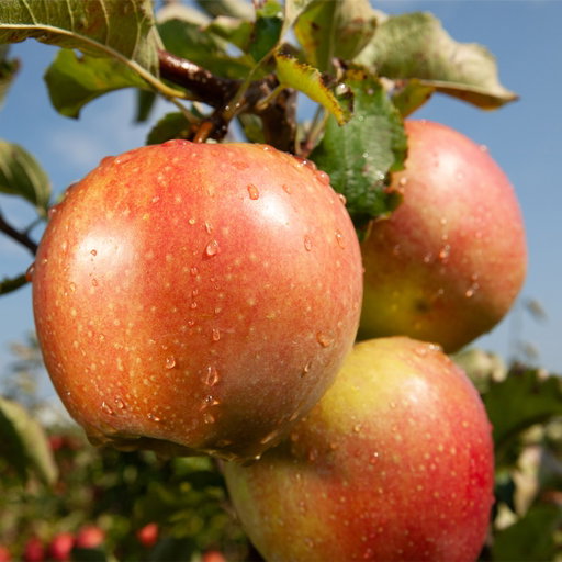 ⭐🍎 Ripe for the picking

Crisp, juicy apples are coming into their season, bringing that first taste of fall with every bite.

Pick up your favorites.

#UnionMarketNYC #UnionMarketNYCSeasonal #AppleSeason #GoodFoodMatters