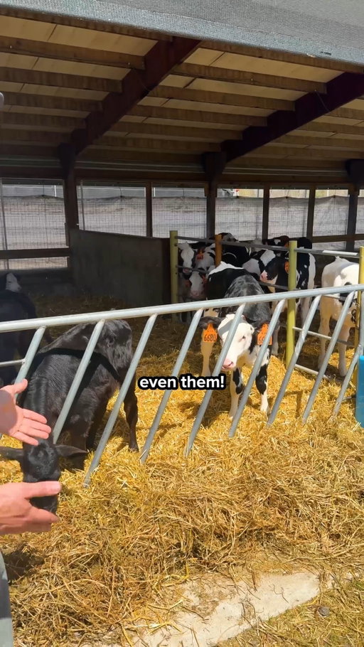 Farm fresh dama. 🐄🍿

 #BornToDairy #ProudlyWisconsin