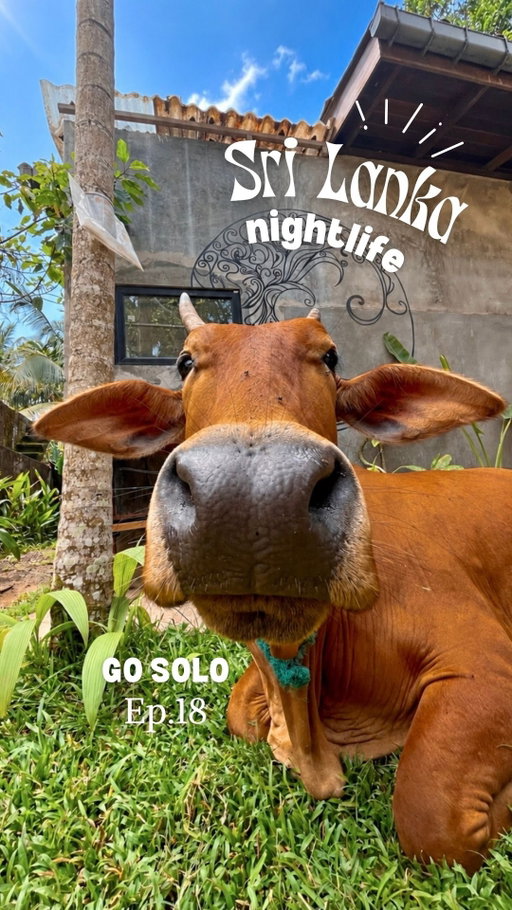 I’m just gonna say it… Sri Lanka has some of the best nightlife in the world 🫡

Like, go out solely on vibes types of good!

And the best part: any night you’re in the mood for a boogie, there’s something on:

🎤 Monday- karaoke @crust_ahangama 
🌅 Tuesday-Rooftop @lazy_srilanka 
🪩 Wednesday- @the_doctors_house 
🛹 Thursday- @lamana_ahangama (yes there’s literally a skate bowl in the middle of the party)
🌴 Friday- @dotsbayhouse 
🕺 Saturday- @trax_ahangama 

Basically you could go out every night of the week... Do with that information what you will.

👀Looking for more Sri Lanka recs? 

You can find my full list of hostels, restaurants and activities on my @boopwithme profile! Steal my trip and make it your own💛

Link is in my bio!🇱🇰

#srilanka #itinerary #nightlife #solotravel