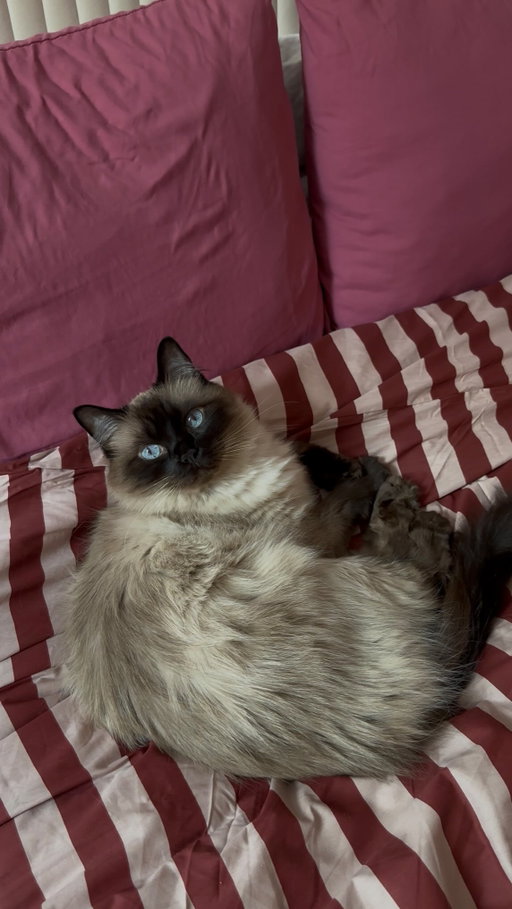 #SHEBAPartner 3 things every new cat parent needs to know! 🐱 From creating a fun space to serving delicious meals with @shebabrandus , here’s how to set your new cat up for success!

#Cattips #NewCatParent #ragdollcat #adoptingacat