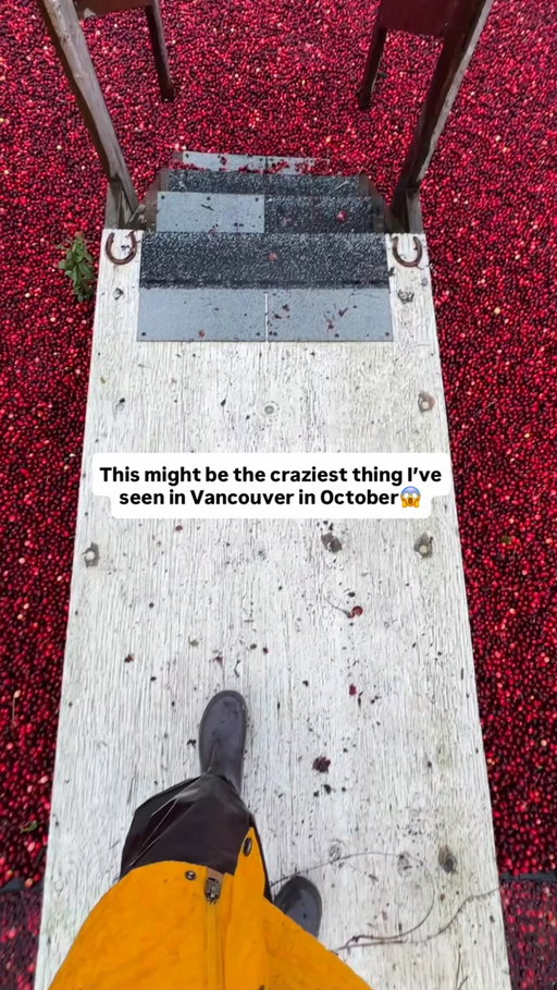 This was such a surreal experience! This is the Cranberry Bog at @hopcottfarms ! I can’t wait to hopefully do this again this year!

#fallinvancouver #cranberrybog