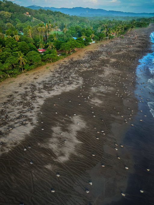 One of Costa Rica’s most incredible natural wonders. 🐢🌊🇨🇷

Every arribada reminds us of the importance of protecting our coasts and the wildlife that returns to them generation after generation.

#CostaRica #SeaTurtles #PuraVida