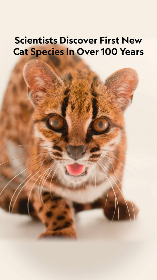 New cat alert! A call from a wildlife sanctuary about a "weird cat" has led to the first new cat species discovered in over 100 years. Smaller than an average housecat and covered in leopard-like spots, the cat species—proposed name Leopardus tilcayo—lives in Bolivia’s Yungas forest ecoregion, and very little is known about its day-to-day life in the wild. Its discovery is redrawing the branches of the cat family tree, and researchers hope the methods used to identify it could be used to find even more new cat species around the world.

Learn more about this feline surprise at the link in bio. 

Video by @joelsartore, National Geographic Photo Ark