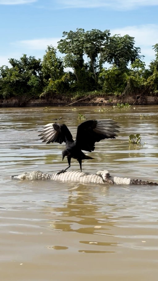 On safari in the Pantanal, photographer @sandesh_kadur noticed a black vulture in the middle of the water. "I wasn't sure what was going on, so our amazing Boat Guide, Branco, veered towards the vulture. That’s when I saw a dead caiman floating on the water's surface. The single vulture that had landed on it was trying in desperation to feed on the carcass, but the log-rolling caiman proved to be quite the challenge—like trying to eat while on a treadmill."