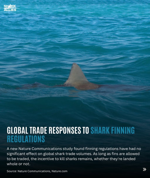 This article emphasizes the value and potential of shark eco-tourism. It is exactly the point we are trying to make when we fight against the proposals that are trying to shut down shark diving operations in Florida, or any bills that are being shaped that would essentially aim to reduce shark numbers based on hype that sharks are harming fishing industries. Eco tourism businesses should not be dismissed. They are economic engines just as any other small business, with massive potential for growth. It is essentially an evergreen industry that does not extract resources, but generates income. If policymakers only listen to fisheries agencies and interests when it comes to shark management decisions, then they are ignoring important stakeholders. 

This is the most important message of this article:
 “Shark tourism is becoming an increasingly visible part of the United States travel landscape, giving coastal destinations a powerful way to combine adventure, marine wildlife, education and conservation. From Hawaii’s North Shore to Massachusetts and California, tourism businesses are building experiences around sharks while increasingly placing safety, science and responsible wildlife viewing at the centre of the visitor proposition.”
 (full story in link in bio)