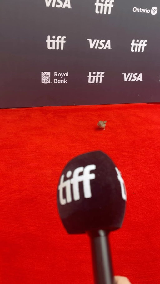 Always be ready for unexpected guests on a red carpet! 🐦‍⬛

Little Bird walks the carpet at the #TIFF26 World Premiere of UP AGAINST IT.

#bird #ShotOnPixel