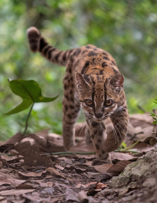 A new species of cat has been discovered for the first time in a century. When National Geographic Explorer and biologist Paola Nogales-Ascarrunz first encountered the cat at a wildlife sanctuary in Bolivia a decade ago, she thought it belonged to the species Leopardus tigrinus. It wasn't until later that research and genetic analysis showed that the cat had its own distinct place on the family tree—and experts think that there may be more new species of small wild cats to discover around the world. 

Learn more about Leopardus tilcayo at the link in bio.

Photographs by @fernando.faciole