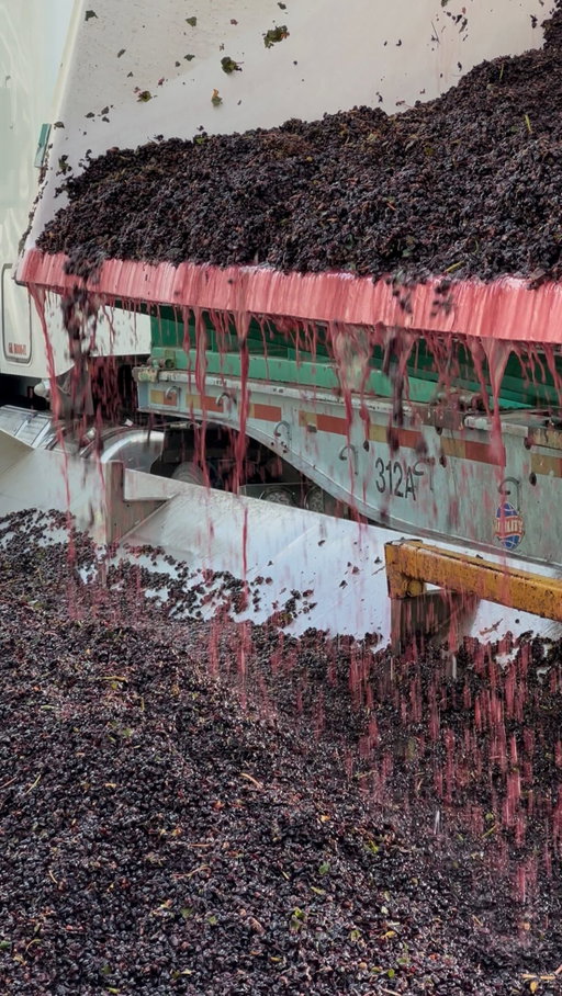 It’s crush season! 🍇🥂

📍The Ranch, St. Helena, CA