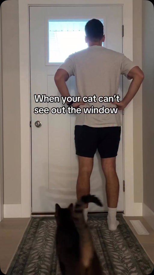 Winston just wants to be included…

If you know the movie, you’re a ball knower #catsofinstagram #lordoftherings #catsofig #funnycats #catdad @winstonandspooky