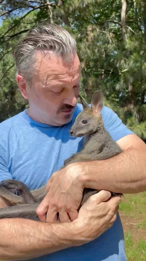 Bibbidi and I want to let you know how wallabies are different from kangaroos.

First, size. Kangaroos are generally much larger, while wallabies are smaller and just a wee bit cuter.

Second, habitat. Kangaroos tend to prefer more open areas like grasslands, while many wallaby species live in forests, woodlands, or rocky areas.

Third, their legs and feet. Kangaroos have long, powerful legs built for covering huge distances. Wallabies tend to have shorter, more compact legs, which can make them better suited to navigating uneven or densely vegetated terrain.

Fourth, color and build. Kangaroos are often fairly uniform in color, while wallabies can have a much wider variety of coats and patterns, depending on the species.

And fifth, food. Kangaroos eat mostly grasses, while many wallabies have a more varied diet that can include grasses, leaves, ferns, roots, and other vegetation.