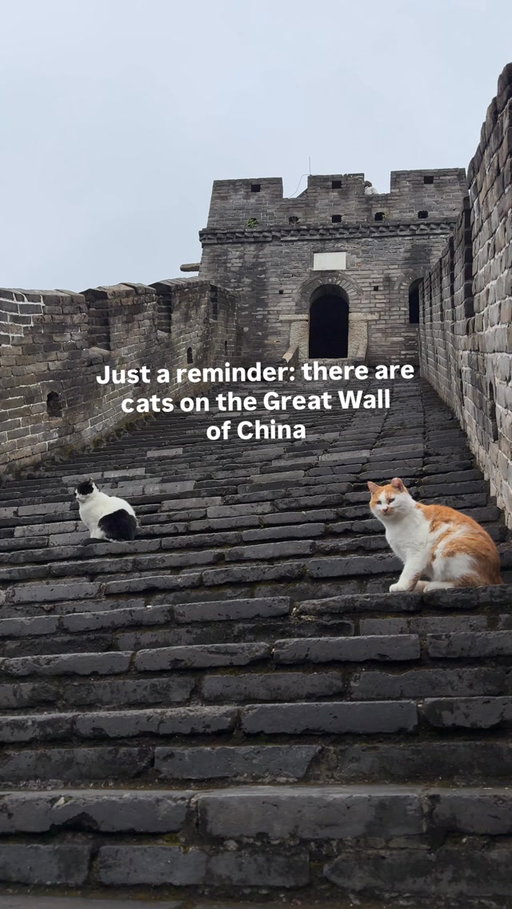 In case you need another reason to visit China this year… CATS ON THE GREAT WALL 🥹 I wanted to take them all home. They were so chill. 

China was genuinely one of the most surprising places I’ve traveled 🇨🇳 A few things to know before you go:

🇨🇳 Americans + travelers from many other countries can visit for up to 10 days visa-free in transit to a third country/region (example: you fly from USA to China then to Japan) check the rules for your specific itinerary!

🏯 Beijing + Xi’an was the perfect first trip: Great Wall, Forbidden City, Terracotta Warriors + sooo much good food.

🥾 Mutianyu is a great place ti visit along the Great Wall! Amazing views, less crowded than Badaling + you can take the toboggan down!! 

🥟 The food was incredible (very diff from Chinese food back home) and everyone we met was so nice.

🚄 Take the high-speed trains between cities, they make getting around so easy!!

China was nothing like I expected in the best way and now I want to go back and see SO much more 🇨🇳🥹 #chinatravel #greatwallofchina