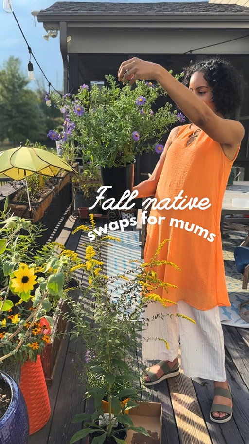 We just love throwing our dollars at mums and they don’t even come back every year like these sustainable, native pollinator-friendly baddies. You’re not getting another dime outta me, mums. Justice for asters and golden rods.