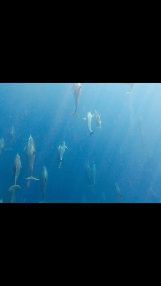 a bucket list moment i’ll never forget😭🐬