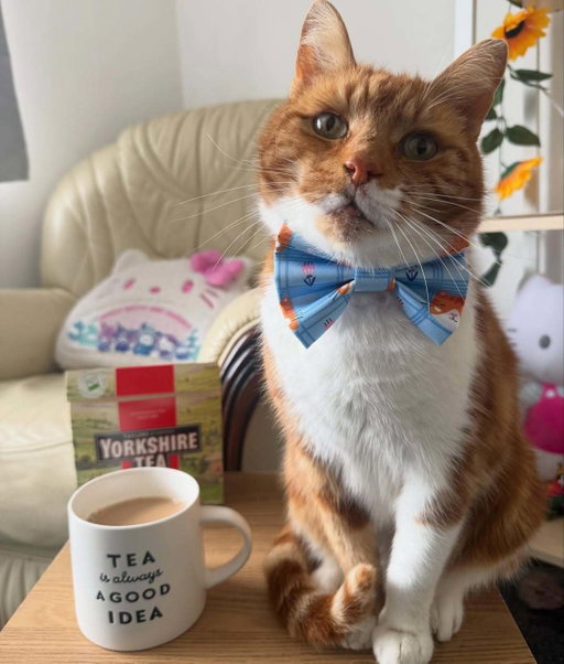 Next month, every box of Yorkshire Tea comes with a free cat in a bow tie. You’re welcome.

📷 @the_ginger_tom