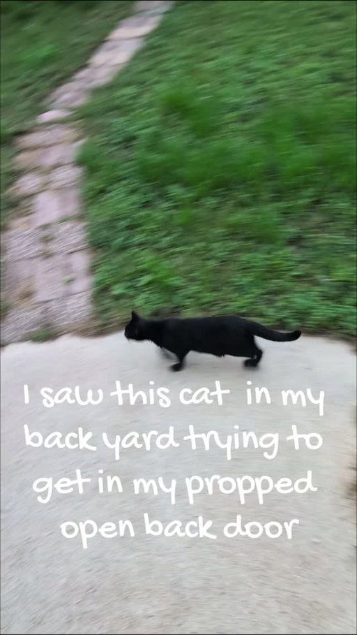 Meet cute but it's cats