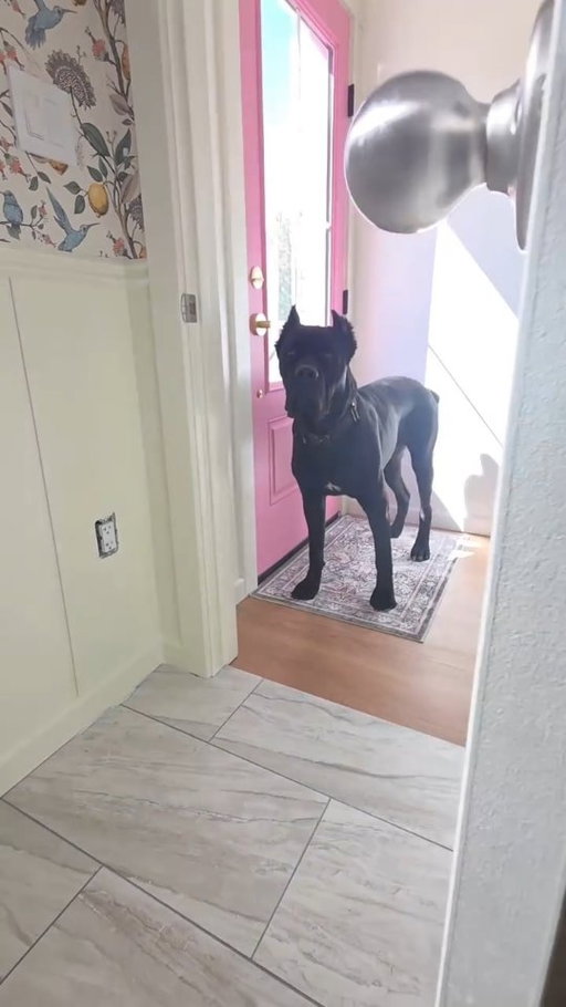 I woke up to Odin ON MY FACE ya'll👌😂 Cane Corsos are 150 lb. stage 5 clingers🤩
.
#canecorso #utah #fairybrowmother #doglover #