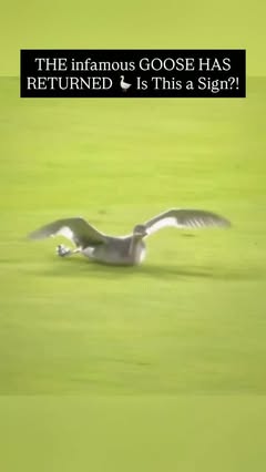 THE GOOSE IS BACK. 🪿👀

The infamous goose made a surprise appearance at Dodger Stadium last night during Padres vs. Dodgers… and if you remember 2022, you know why Padres fans are paying attention. 👀

The last time the goose showed up, it brought some serious good vibes to San Diego. And last night? The Padres walked away with the win. 😏

Coincidence? Maybe.
A sign? 👀
The Goose Effect? 🪿⚾️

Padres fans… are we about to see this story repeat itself? 😂

#sandiegopadres #padres #lfgsd #dodgers #beatla