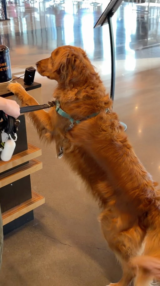 How many office dogs can you spot in one lunch break at Amazon?

We set up a Ring camera at the dog treat jar, angled it down to see only the dogs, and let it roll for an hour.

21 dogs came by. Pretty sure we set a record for how many times we asked Alexa to “show the latest Ring videos of the dog” on our office Echo Show.