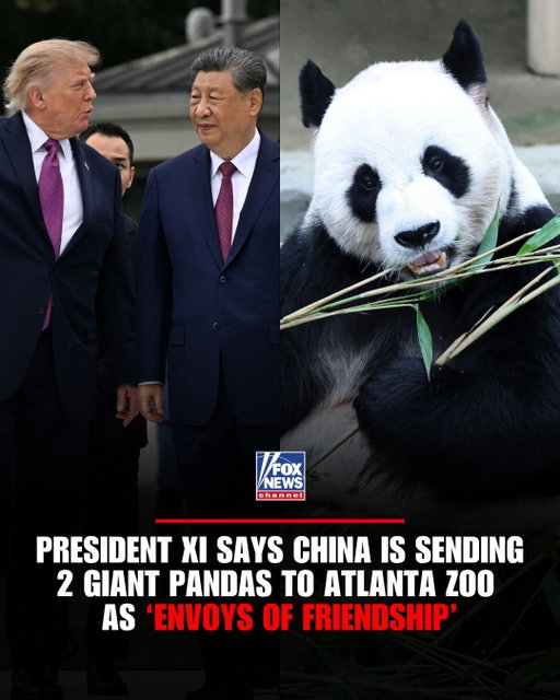 China is bringing “panda diplomacy” back to Atlanta.

President Xi Jinping says two giant pandas are being sent to Zoo Atlanta as “envoys of friendship,” returning the beloved animals to the city after its previous pandas departed for China in 2024.

Giant pandas have long played a unique role in China’s diplomatic relationships with other countries, including the U.S.
