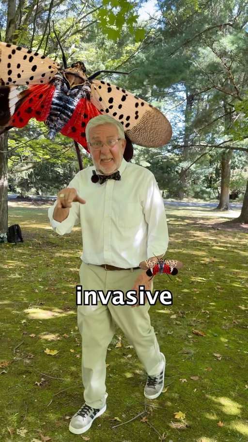 Here is another song about Spotted Lantern Flies! 😁 These bugs are invasive to North America, so if you live here, be sure to squash them 👍