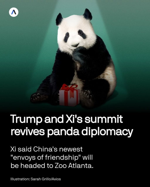 🐼 PANDA DIPLOMACY: China will send two pandas to @zooatl, President Xi Jinping said Thursday during his visit with President Trump.

💡 WHY IT MATTERS: The pandas could signal an attempt to cool tensions in U.S.–China relations. China has long used them as a tool of soft power.

🔎 DETAILS: Male Ping Ping and female Fu Shuang are from China’s Chengdu Research Base of Giant Panda Breeding. Zoo Atlanta confirmed they are the same pandas announced by the zoo and the China Wildlife Conservation Association in April.

📍 CONTEXT: The pandas would be the first at Zoo Atlanta since its previous pandas returned to China in 2024. China typically loans pandas abroad for set terms as a sign of goodwill.

🔗 Click the link in bio for the full story.

✍️: Josephine Walker