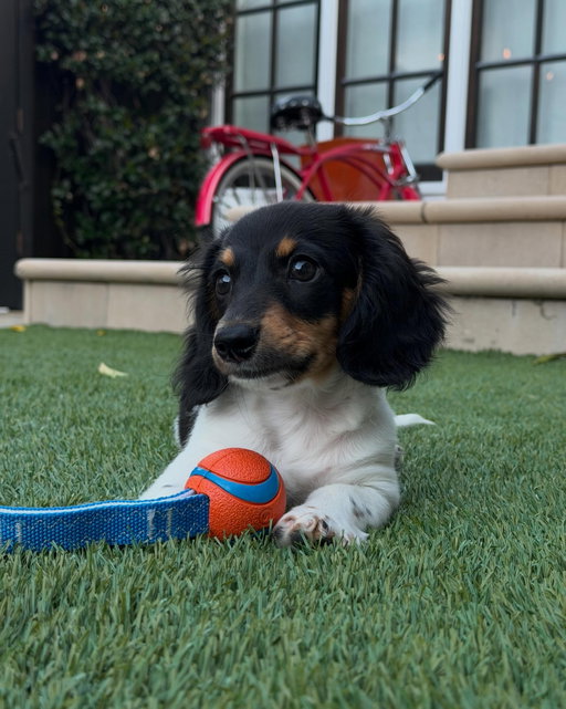 WE GOT A PUPPY 🐾🐾🐾 HAPPY FRIDAY FROM US AND OUR BABYYYY FENWAY!!!! New video out now :)