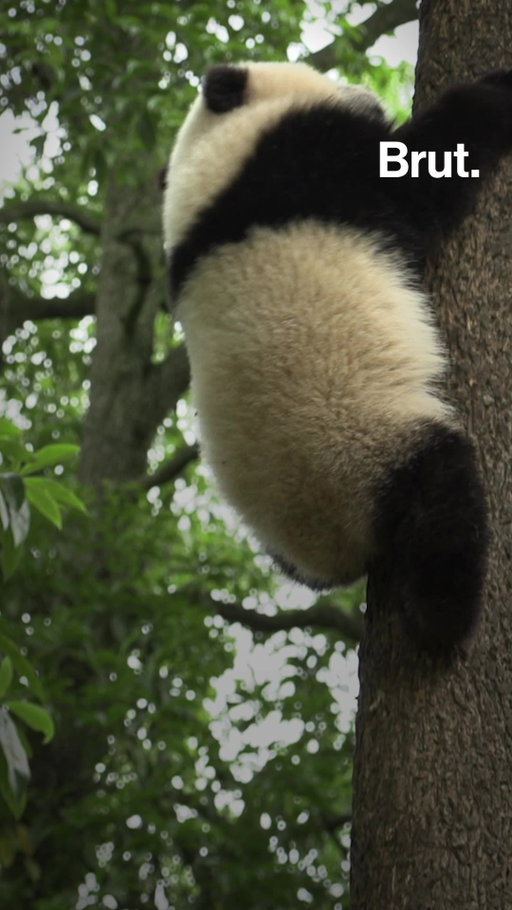 Chinese President Xi Jinping announced Thursday that China will send two giant pandas to Zoo Atlanta, describing the animals as “envoys of friendship” during his visit with President Trump.

The gesture comes as Washington and Beijing seek to ease tensions over AI, trade and critical minerals. But the bears offer more than a crowd-pleasing display of goodwill—they are part of a diplomatic tradition China has used for decades to build relationships and project soft power.

So, what exactly is “panda diplomacy”? Let us explain.