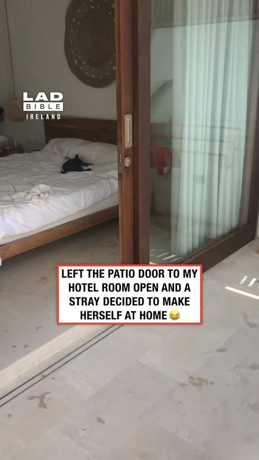 Sure no one else was using it 🤷‍♀️⁠
⁠
🎥 ViralHog⁠
⁠
#viral #trending #cats #ireland