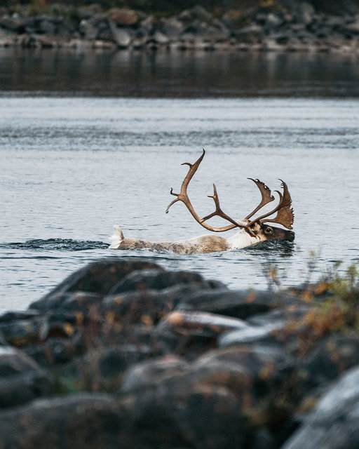 There’s no better place to reflect on World Rivers Day than deep in the Nunavik wilderness.

A few seasons ago, @fishhuntplant  brought @fabiencloutier up to Northern Québec to experience the legendary Leaf River for the first time. Guided by Louis Shecanapish-Tardif, they stepped right into the wild rhythm of autumn, where caribou cross the tundra and Atlantic salmon make their run to spawn. More than just a fishing trip, this journey was a reminder of why we do what we do. Our wild rivers need us to show up, protect their waters, and keep these ecosystems healthy for generations to come.

Be part of the change and watch ''The Future Belongs to the Sources" at the link in our bio.

...

Il n’y a pas de meilleur endroit pour souligner la Journée mondiale des rivières que le cœur sauvage du Nunavik.

Il y a quelques saisons, Fred Campbell a emmené Fabien Cloutier dans le Grand Nord québécois pour lui faire découvrir la mythique rivière aux Feuilles. Guidés par Louis Shecanapish-Tardif, ils ont plongé dans le grand rythme de l’automne, là où les caribous arpentent la toundra et où le saumon atlantique remonte la rivière pour frayer. Bien plus qu’un voyage de pêche, ce périple nous a rappelé pourquoi on fait ce qu’on fait. Nos rivières sauvages ont besoin qu’on soit présents pour prendre soin de leurs eaux et préserver la santé de ces écosystèmes pour les générations à venir.

Faites partie du changement en visionnant le film ''L’avenir est aux sources'' via le lien dans notre bio.

#WorldRiverDay #HookeInNunavik #KeepNatureWild