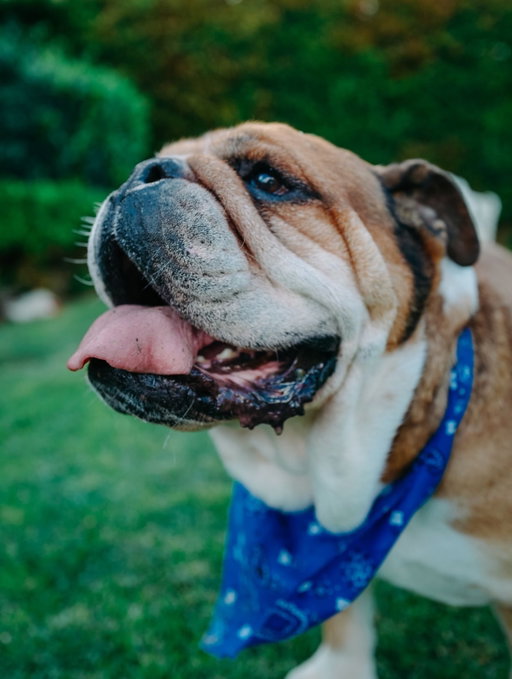 It’s been one year since Roscoe’s passing. Being without my best friend has been hard, and there’s not a day that goes by that I don’t wish he was with me. I think of him and Coco every day, and as sad as I am to not have them, I’m so grateful for the time I shared with them and to have had them in my life. They’ve been there for some of the happiest times of my life. Today, I’m looking through these photos and videos laughing and smiling so big remembering those moments 

So many of you have been through this and reached out with love and support. It means so much to me, knowing how much Roscoe was loved. Rest’s in peace buddy’s, love you always.