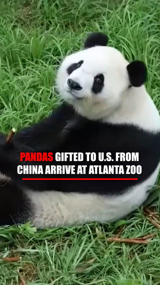 Cuteness has officially touched down in Atlanta.

Ping Ping and Fu Shuang arrived from China and made their way to their new home at Zoo Atlanta, giving the city two lovable new residents and putting a furry face on a closely watched moment in U.S.-China relations.

The pandas arrived just days after Chinese President Xi Jinping announced the move during his White House visit, pointing to the bears as a symbol of friendship between the American and Chinese people.

Now the pair begins about a month in quarantine before making their public debut.