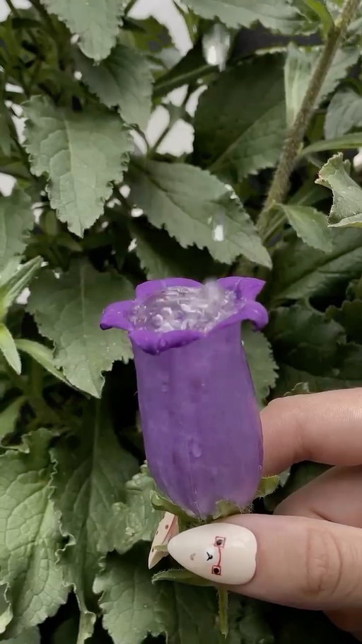 nature’s tiniest water cup 🌷💜⁣
⁣
#InTheMoment⁣
⁣
Video by @anthemis_sp