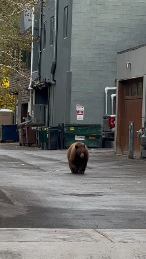 Just basically fought a 500 pound bear and won. Add it to the resumé. Another dub for Swish. Imagine starring into the soul of this creature and he folds? I feel like I could move a mountain right now.