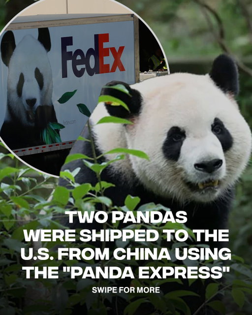 Atlanta has two new residents 🐼
ㅤ
Ping Ping and Fu Shuang have officially arrived from China and will spend the next month in quarantine before making their public debut at Zoo Atlanta.
ㅤ
📷 Chengdu Research Base / @zooatl / Getty Images