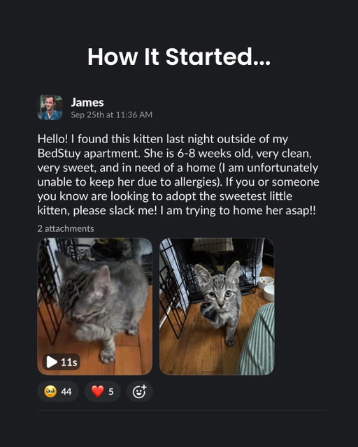 A simple Slack message turned into a very happy ending: Myrtle Mae found her new home with one of our own. Welcome to the HUNTER family, Myrtle Mae! 🐾