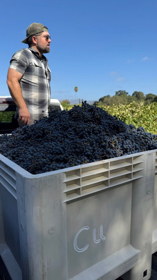 Why are grapes harvested at night?? 🍇 

Episode 104 of @gowithyourpalate with our Director of Fruit Supply Matt Heil! 🥂