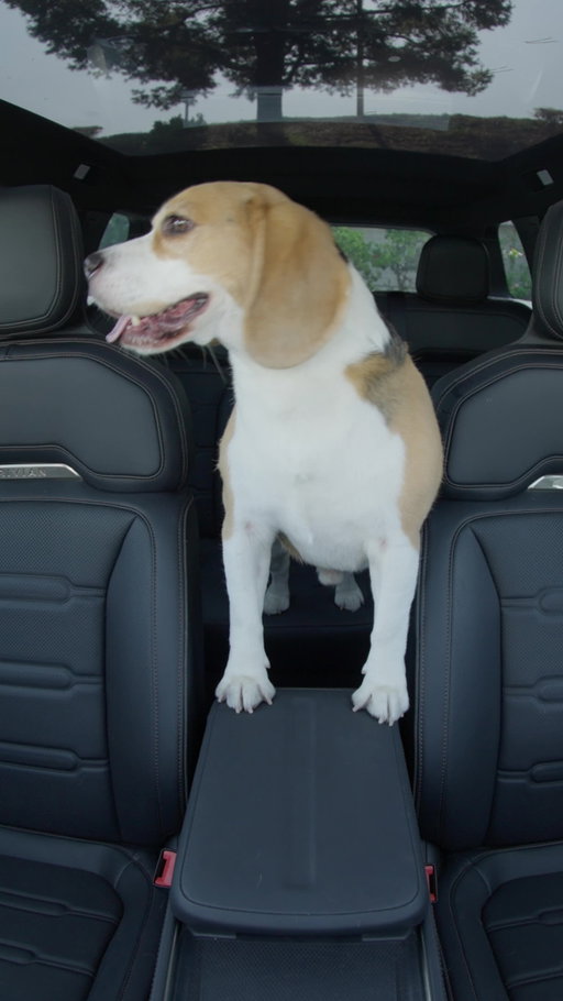 Introducing Pet Cam for R2, coming in the next software update! Now when you use Pet Comfort Mode, you can have a live view right from your app or get snapshots every minute on your lock screen.

*Always activate Pet Comfort Mode before stepping away from your vehicle when pets are inside; this helps maintain optimal cabin temperature and is required to power Pet Cam.