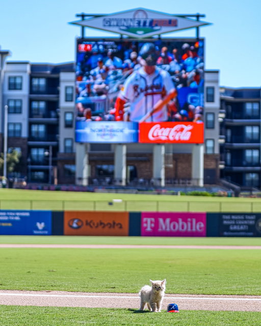 ChipPurr says #LetItFly