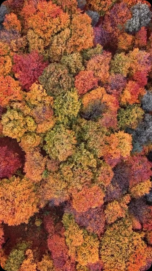 Autumn colors 🍂🍁by @tanczacachmura