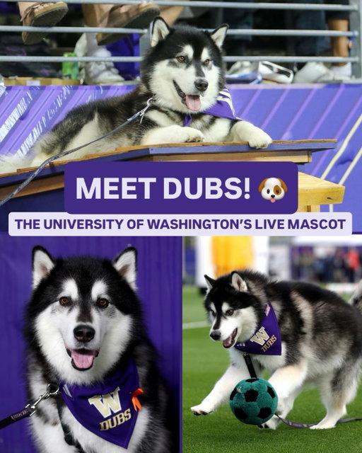 It’s Dubs’ doghouse and we’re all just living in it. 🐶

📺 Big Ten Saturday Night: Washington at USC, Saturday 7pm ET on NBC & Peacock