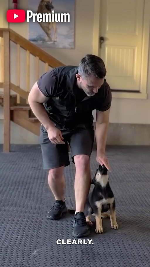 Sit... Stay... Watch a dog video. And then maybe twelve more, ad-free with YouTube Premium. @youtube #youtubepartner