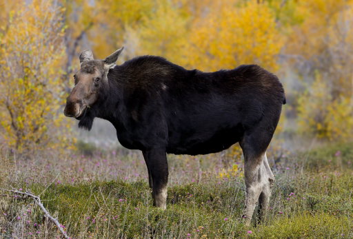Views from Grand Teton National Park 🏔️🫎🍂

#moose #mountains #grandtetonnationalpark #grandtetons #naturephotography
