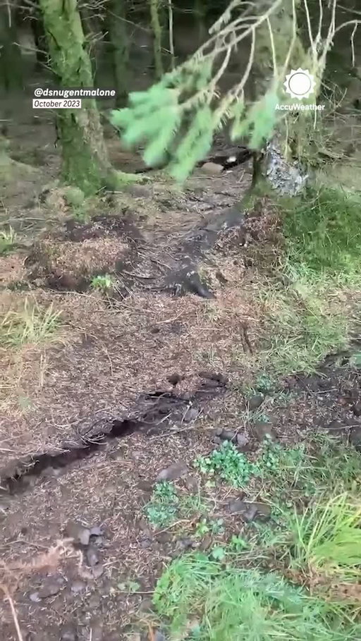It’s aliiiive! 🌲😱 The “breathing forest” phenomenon makes the ground appear to rise and fall when strong winds sway trees with shallow root systems, causing their roots and the surrounding soil to move with them.