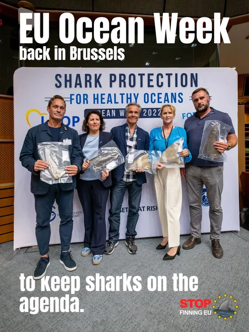 October = EU Ocean Week time! 🌊🦈

On-site visibility is crucial. That’s why we take every opportunity to raise awareness of sharks in the EU Parliament.

Thanks to the invaluable support of MEP @manuela.ripa and her colleague @michal_wiezik, we were able to raise the issue of banning the trade in loose shark fins again in Parliament this year.

Alongside Swedish filmmaker and TV host @joakimodelberg  and German filmmaker and actor @hannesjaenicke_official , we held a panel discussion exploring the impact of the international fin trade, the consequences of declining shark populations for marine ecosystems and coastal communities, and the wider implications.

The event enabled us to engage in deeper discussions with other Members of Parliament and EU officials, shine a spotlight on sharks, and forge new connections that will bring us closer to achieving our European Citizens’ Initiative goal of a #FinTradeBan.

None of this would be possible without your support and donations — thank you so much! 💙🦈

#StopFinning #FinTradeBan #sharkconservation #EU 
@seasatrisk_ngo @sharkallies @elasmoceanorg @meeresschutz_org @gallifreyfoundation @sharkproject_international @stopfinningde @pelorus.jack.foundation @a_fragile_hope @sharkguardian