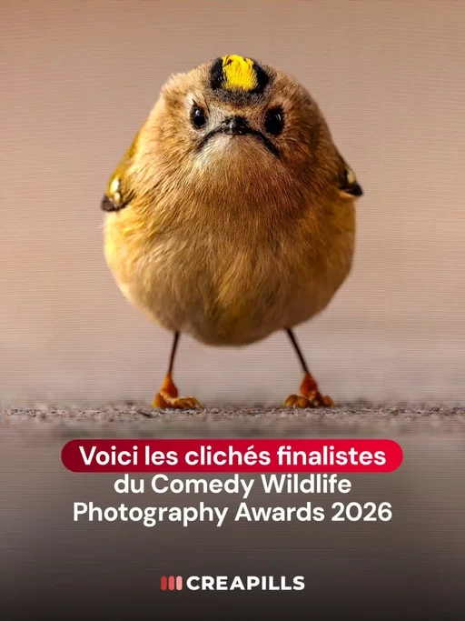 Voici les amusants clichés finalistes des Nikon Comedy Wildlife Awards 2026 : un ours qui semble faire ses abdos, un aigle qui défile sur la glace ou un orang-outan au geste très humain.

Ces photos ont été retenues parmi plus de 10 000 candidatures. Un mouvement saisi au bon moment ou un drôle d’angle suffit à transformer une scène de vie sauvage en image comique. Le concours met aussi ces instants au service de la conservation.