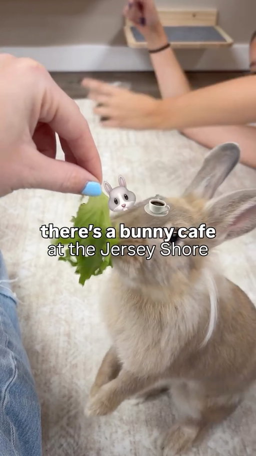 there’s a bunny cafe at the Jersey Shore 🐰

We spent the afternoon at @bunnyhavencafenj meeting rescued bunnies, petting them + feeding them little pieces of lettuce and it was soso cute. The bunnies are all available for adoption through Kind Heart Rescue, but there’s absolutely no pressure to adopt when visiting. We also loved that there are drinks, snacks + bunny-themed merch, too.

📍28 Main Street, Toms River

Learn more at TheJerseyShoreGirl.com

🎥+✍️: @carlibrennan